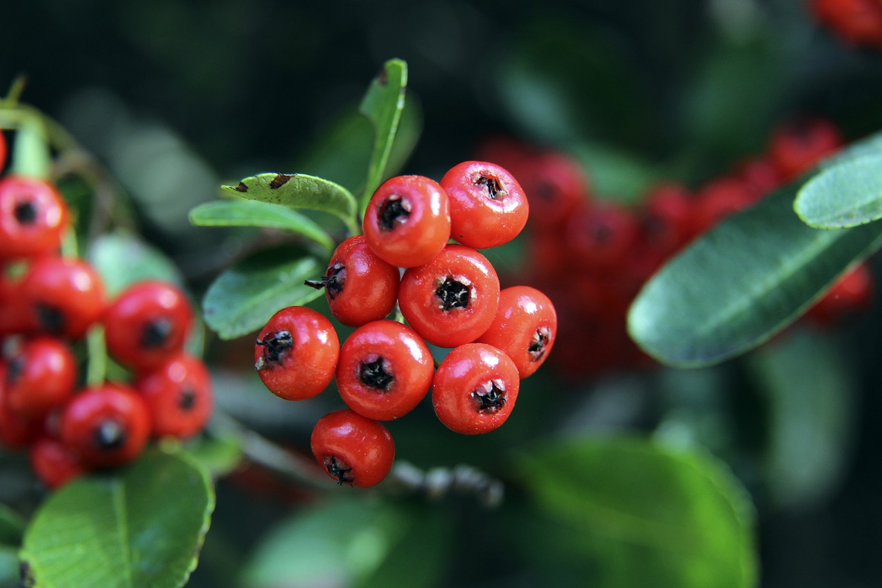 如西班牙和 如西班牙和